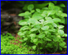 Акваріумна рослина, Lobelia cardinalis minima. Акваріумна рослина, Lobelia cardinalis minima.