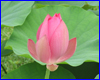   Nelumbo First Lady, 1  .