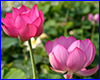   Nelumbo First Lady, 2  .