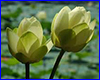   Nelumbo Lutea, 2  .