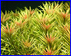 Акваріумна рослина, Ludwigia inclinata var. verticillata ''Cuba''. Акваріумна рослина, Ludwigia inclinata var. verticillata ''Cuba''.