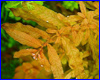 Акваріумна рослина, Ludwigia inclinata. Акваріумна рослина, Ludwigia inclinata.