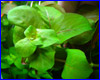  , Ludwigia ovalis.