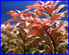 Акваріумна рослина, Ludwigia peruvian. Акваріумна рослина, Ludwigia peruvian.