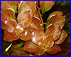  , Ludwigia natans.
