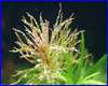 Акваріумна рослина, Ludwigia sp. "Tornado". Акваріумна рослина, Ludwigia sp. "Tornado".