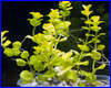  , Lysimachia nummularia.