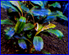 Акваріумна рослина, Bucephalandra sp. Solid Blue. Акваріумна рослина, Bucephalandra sp. Solid Blue.
