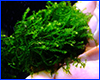Акваріумна рослина, Callicostella prabaktiana - moss sp. Sumater. Акваріумна рослина, Callicostella prabaktiana - moss sp. Sumater.