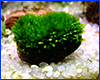  , Fissidens sp. Mini.