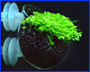 , AQUAXER Glass pot for Plants, ֲ!