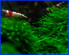 Добриво AQUAXER Micro Shrimp, мікроелементи 1000 ml, на 100000 л. Добриво AQUAXER Micro Shrimp, мікроелементи 1000 ml, на 100000 л.