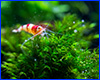 Добриво AQUAXER Micro Shrimp, мікроелементи 250 ml, на 25000 л. Добриво AQUAXER Micro Shrimp, мікроелементи 250 ml, на 25000 л.