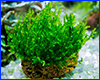  , Moss sp. Batang Ai.