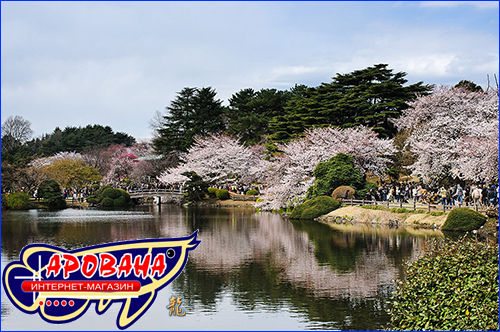  Hama Rikyu Onshi Teien