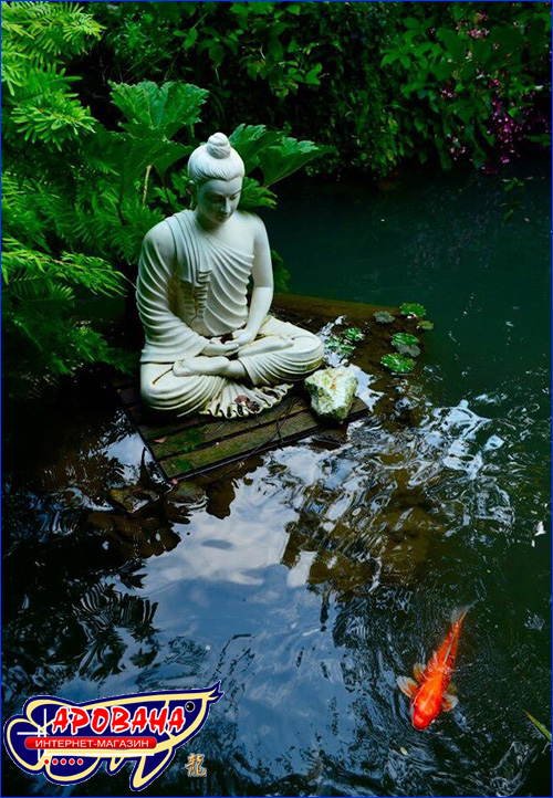 Koi  