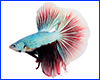 Вінілова наклейка Betta fish, N13113. Вінілова наклейка Betta fish, N13113.