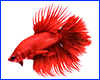 Вінілова наклейка Betta fish, N13115. Вінілова наклейка Betta fish, N13115.