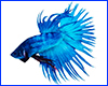 Вінілова наклейка Betta fish, N13126. Вінілова наклейка Betta fish, N13126.
