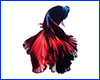 Вінілова наклейка Betta fish, N13128. Вінілова наклейка Betta fish, N13128.