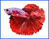 Вінілова наклейка Betta fish, N13430. Вінілова наклейка Betta fish, N13430.