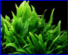 Акваріумна рослина, Microsorum pteropus Narrow. Акваріумна рослина, Microsorum pteropus Narrow.
