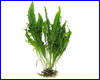 Акваріумна рослина, Microsorum pteropus "Philippine". Акваріумна рослина, Microsorum pteropus "Philippine".