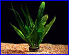 , Microsorum pteropus "Red".