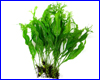  , Microsorum pteropus windelv.