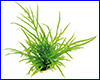  , Microsorum sp. "Cross".