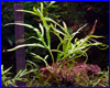 Акваріумна рослина, Microsorum sp. Trident. Акваріумна рослина, Microsorum sp. Trident.