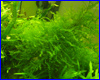  ,  Amblystegiaceae sp. "Manaus".