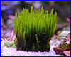 Акваріумна рослина, Fissidens sp. Thailand. Акваріумна рослина, Fissidens sp. Thailand.
