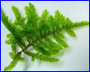  , Peacock Moss - Taxiphyllum sp.