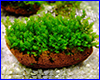 Аквариумное растение, Homalia sp. Rosa moss на лаве. Аквариумное растение, Homalia sp. Rosa moss на лаве.