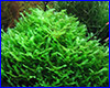 Акваріумна рослина, Monosolenium tenerum Pellia. Акваріумна рослина, Monosolenium tenerum Pellia.