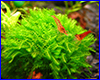Акваріумна рослина, Moss sp. 610. Акваріумна рослина, Moss sp. 610.