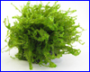 Аквариумное растение, Moss sp. 610 на лаве. Аквариумное растение, Moss sp. 610 на лаве.