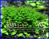 Акваріумна рослина, мох Jungermannia truncata jade lotus. Акваріумна рослина, мох Jungermannia truncata jade lotus.
