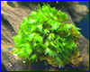  , Fissidens sp. Mallorca.