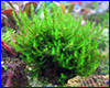Аквариумное растение, Moss sp. Gunung Panti Johor Malaysia. Аквариумное растение, Moss sp. Gunung Panti Johor Malaysia.