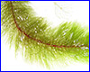 Акваріумна рослина, Myriophyllum heterophyllum. Акваріумна рослина, Myriophyllum heterophyllum.