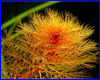 Акваріумна рослина, Myriophyllum tuberculatum. Акваріумна рослина, Myriophyllum tuberculatum.
