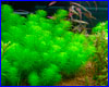  , Myriophyllum sp. Guyana.