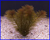  , Myriophyllum sp. Roraima.