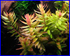 Акваріумна рослина, Rotala macrandra Narrow Leaf. Акваріумна рослина, Rotala macrandra Narrow Leaf.