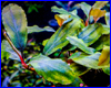Акваріумна рослина, Bucephalandra sp. Shine Blue 2, aka Gigantic Shine Blue. Акваріумна рослина, Bucephalandra sp. Shine Blue 2, aka Gigantic Shine Blue.