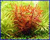  , Nesaea crassicaulis.