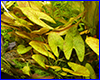 Акваріумна рослина, Nymphaea sp. "Dwarf", Santarem. Акваріумна рослина, Nymphaea sp. "Dwarf", Santarem.