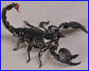  , Pandinus imperator, 10 .